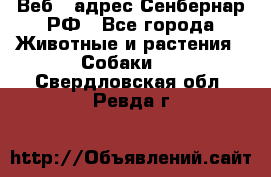 Веб – адрес Сенбернар.РФ - Все города Животные и растения » Собаки   . Свердловская обл.,Ревда г.